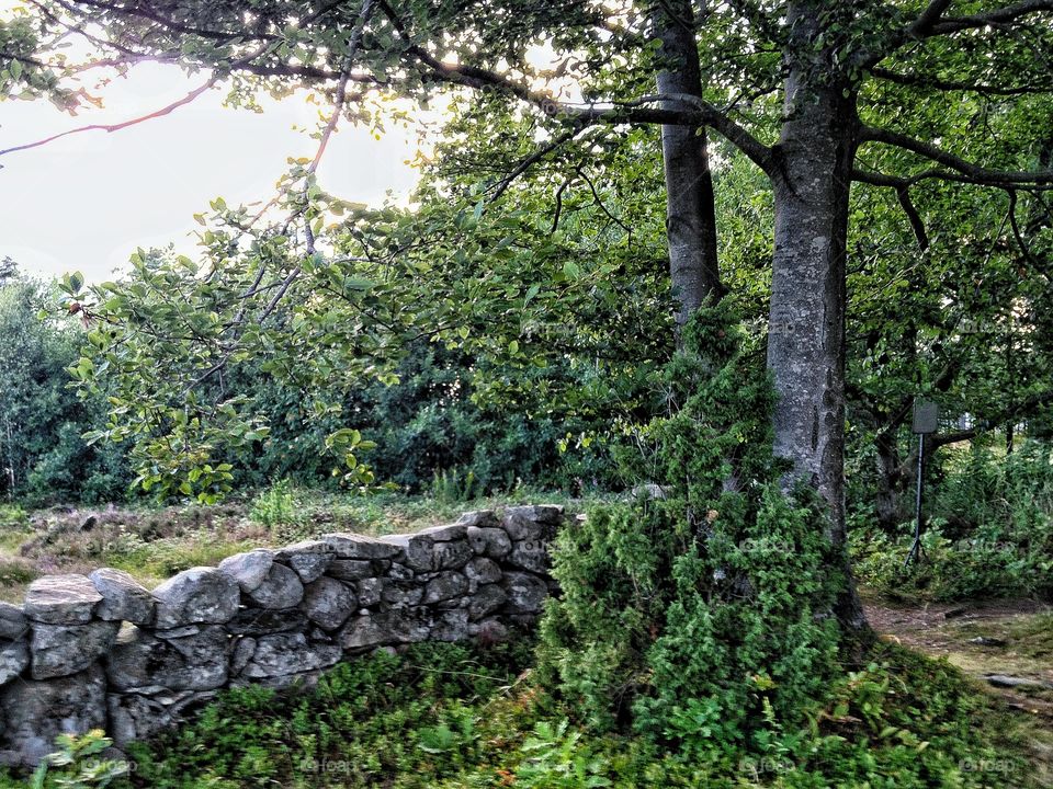 View of trees in forest