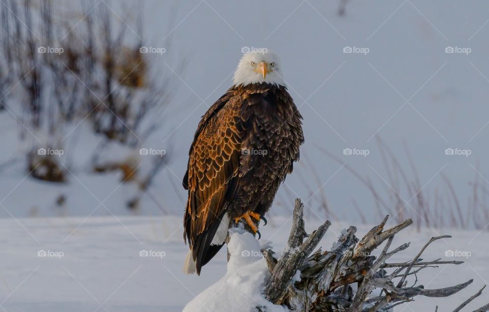 Águila calva se encuentra en un campo nevado