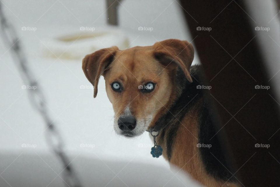 The Dog Days of Winter