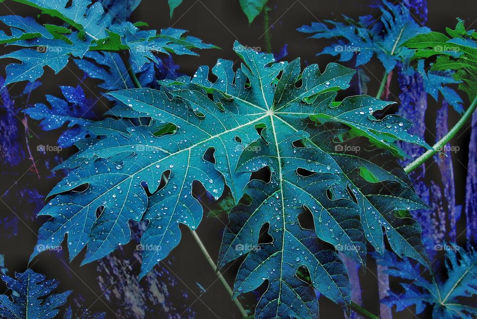 detail of atlantic forest leaves with raindrops