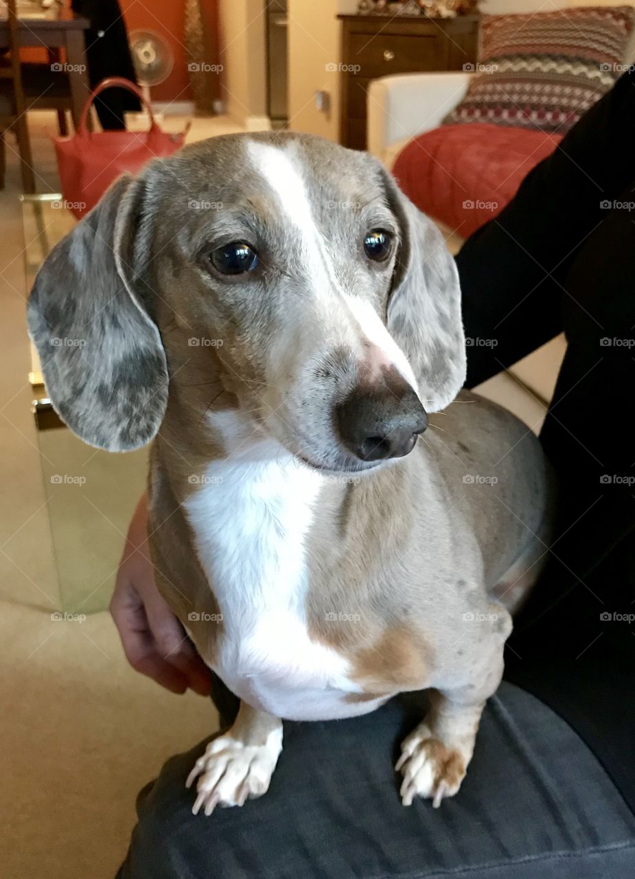 His name is Ruger Blue