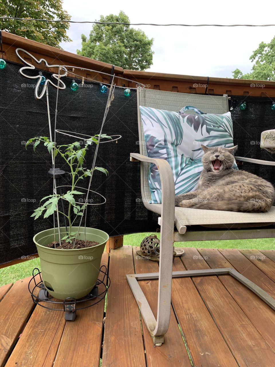 My kitty thinks watching plants grow is boring! From seed to picking, it takes too long for these tomatoes.