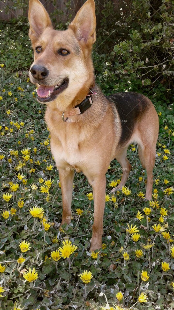 German shepherd in bright yellow flower field. smiling, hunting, begging