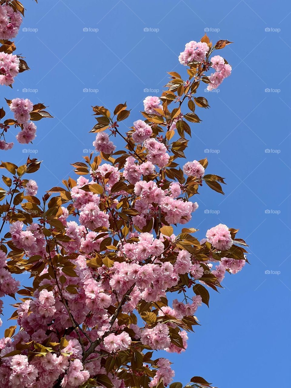 Pink cherry tree from the bottom up