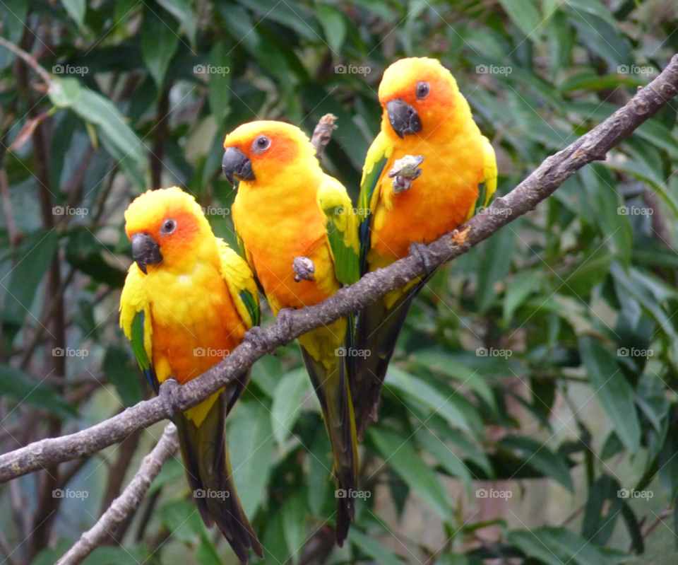 Parrot, Bird, Tropical, Wildlife, Parakeet