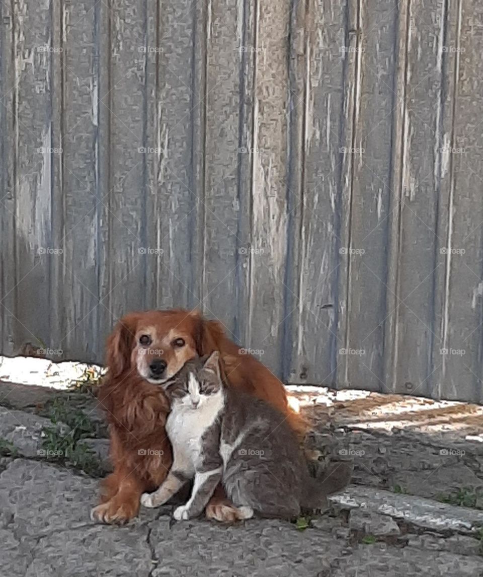 cat and friend