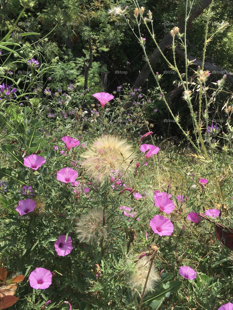 Wild flowers in summer meadow