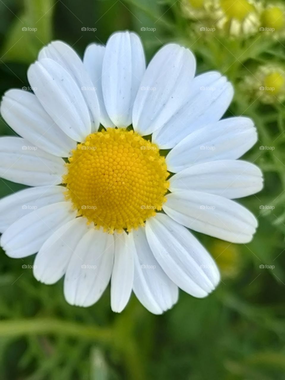 Daisy ... 5$