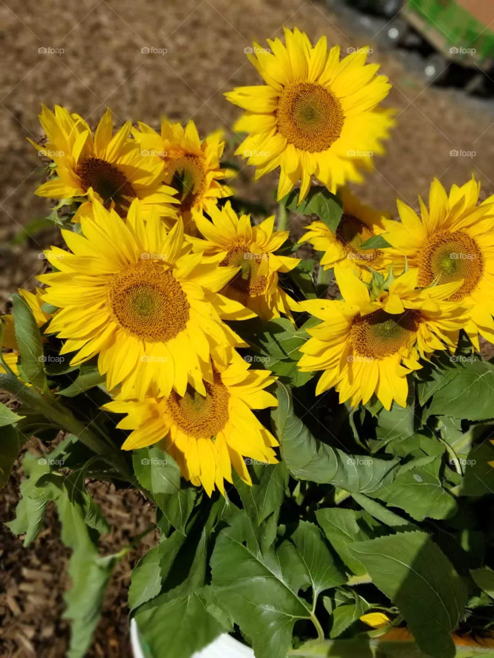 Sunflower 🌻