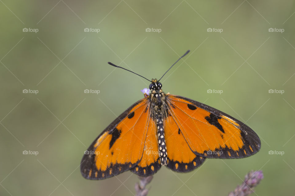 Butyerfly sitting on a single small flower