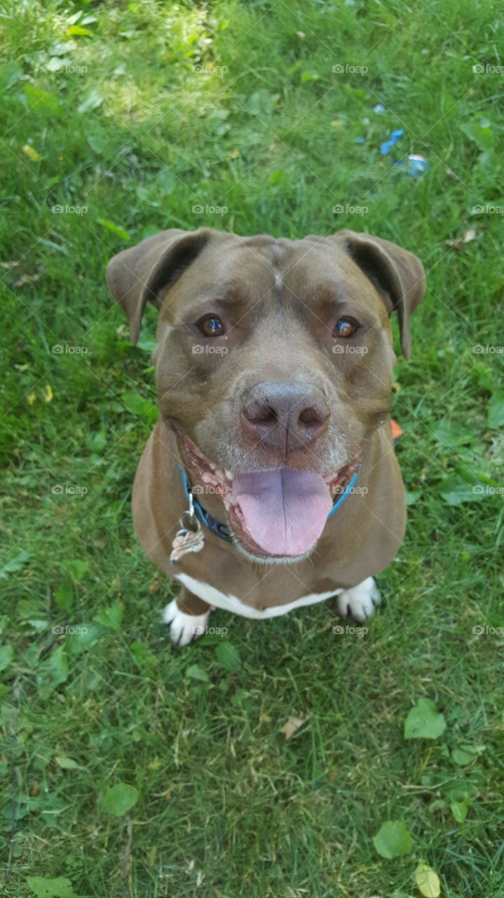 Dog, Mammal, Cute, Grass, Animal