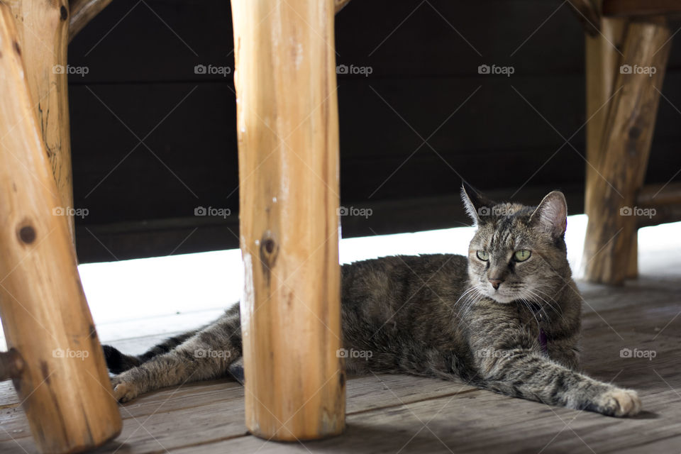 Striped cat relaxing on wooden porch