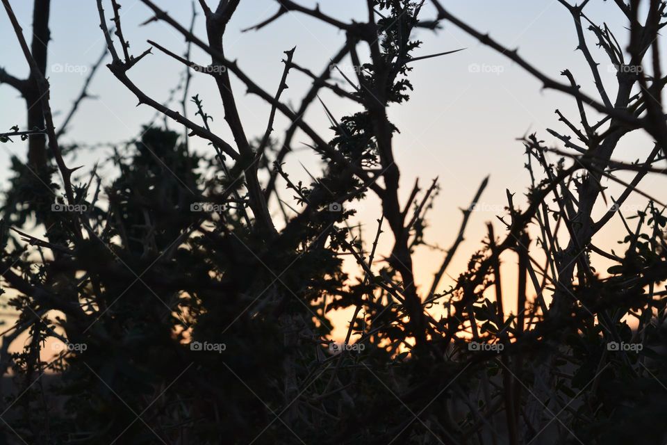 Sunset through the trees