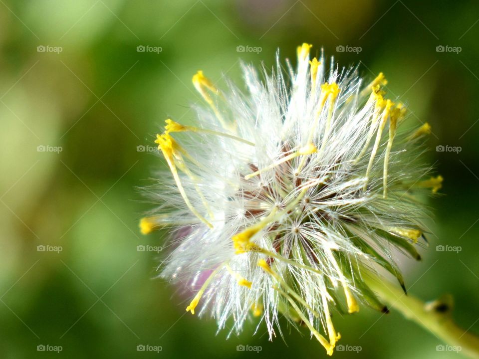 Dandelion seeds