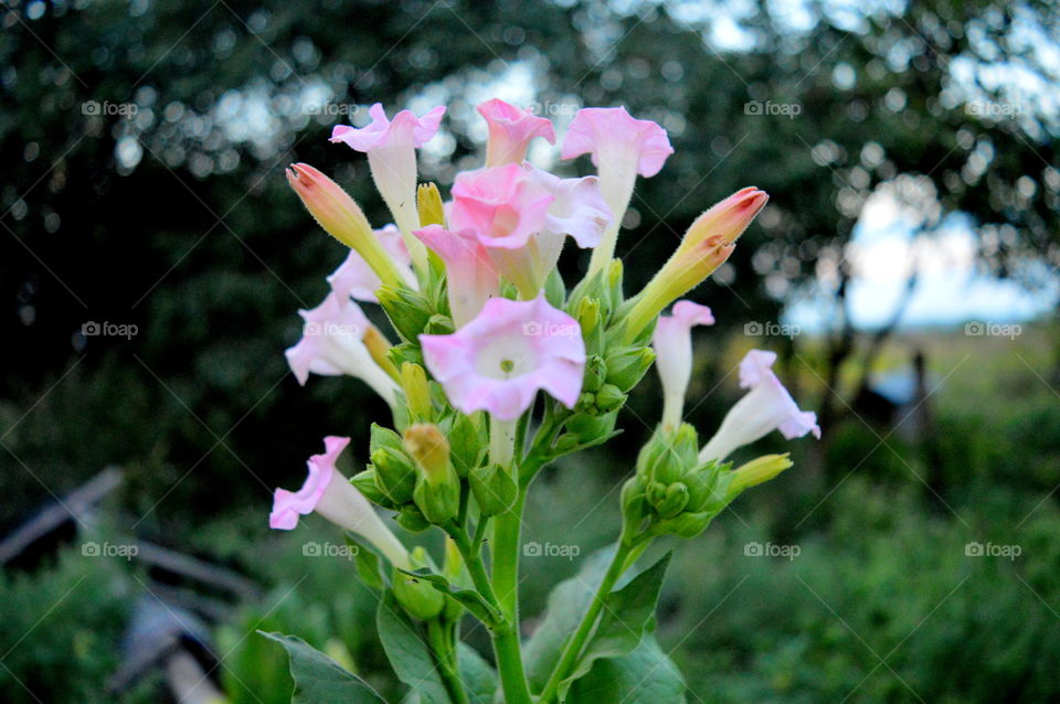 tabacco flower