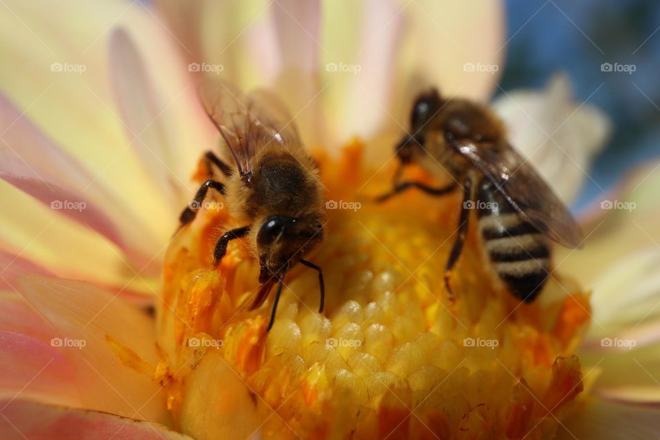 Honey bees drinking nectar