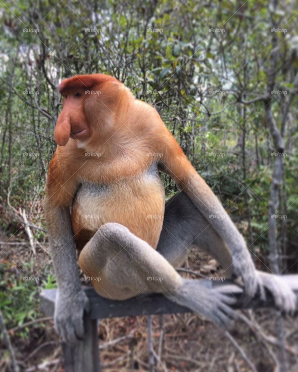 Proboscis monkey 