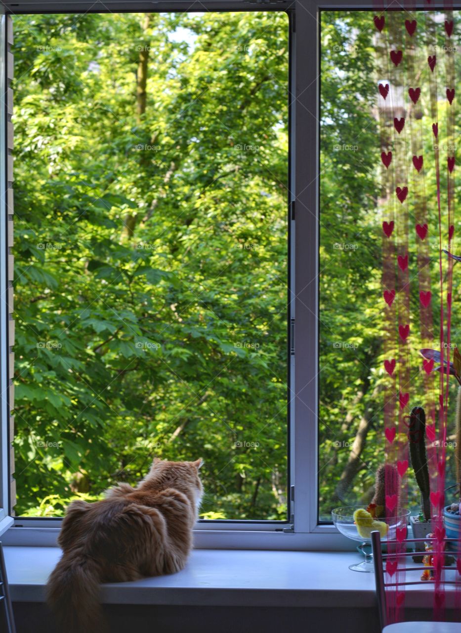 ginger cat sitting on a window home and looking green foliages background, summer time
