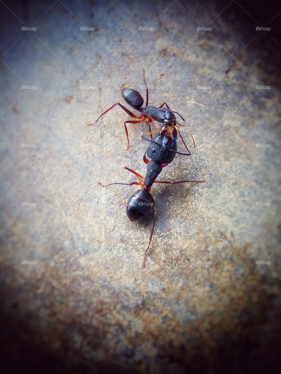 Ant's