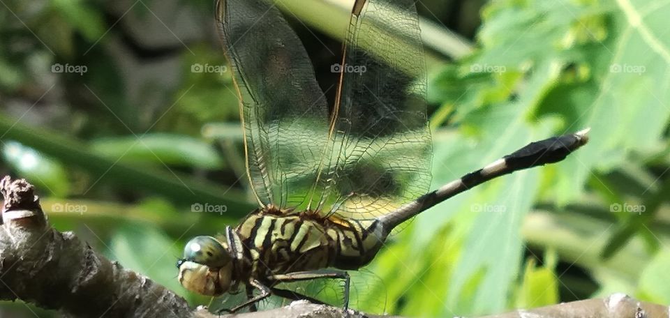 Dragonflies are in the trees.
