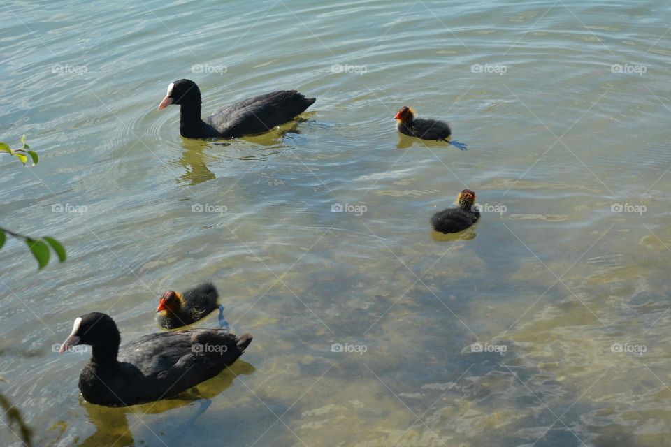 urban birds black 🖤 ducks family on a city lake shore