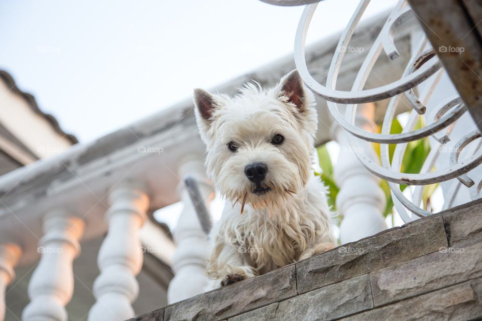 Westie dog on the terrace