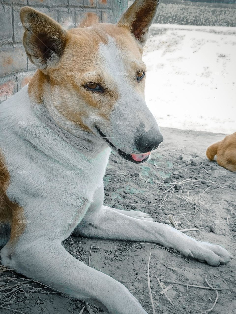 a dog looking camera