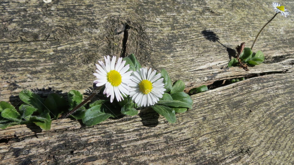 daisies in a beam