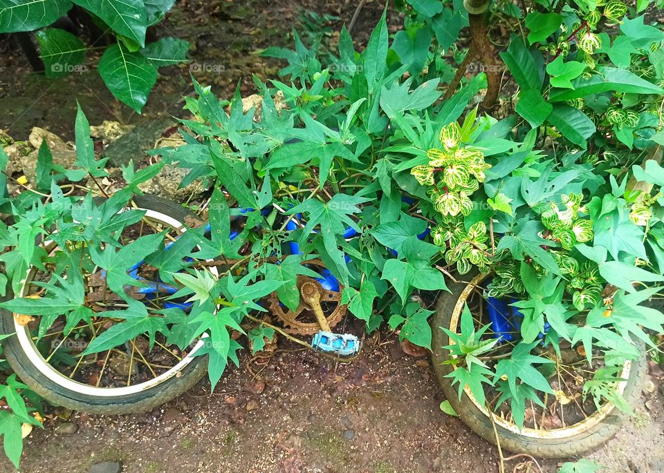 Wild plant grow on broken bike