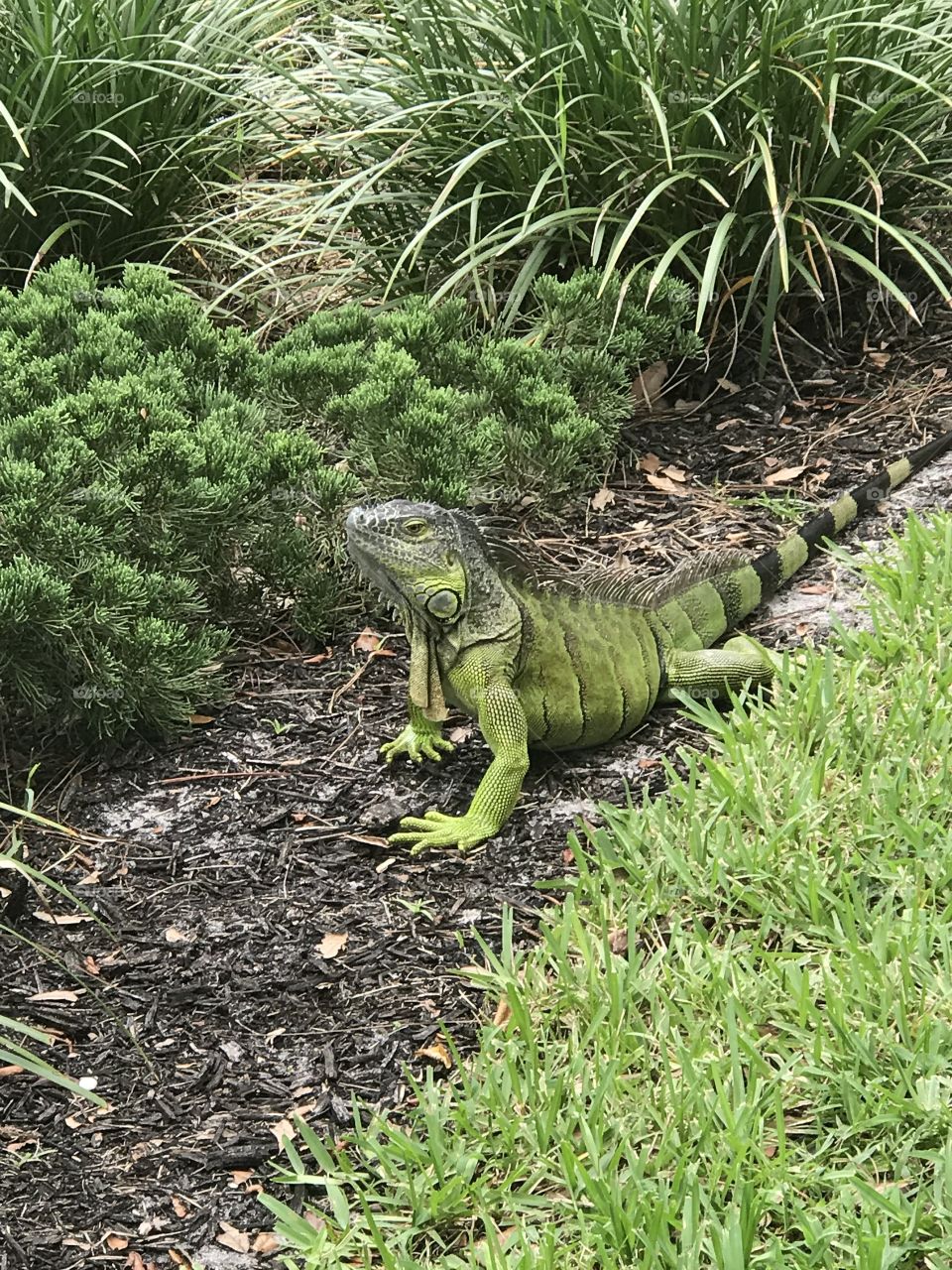  Beautiful Green Eyed Iguana