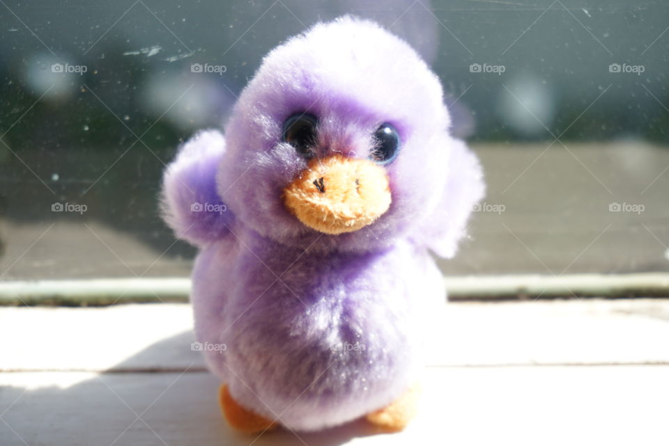 Purple Ducking 
kid's Toys
Toy's World