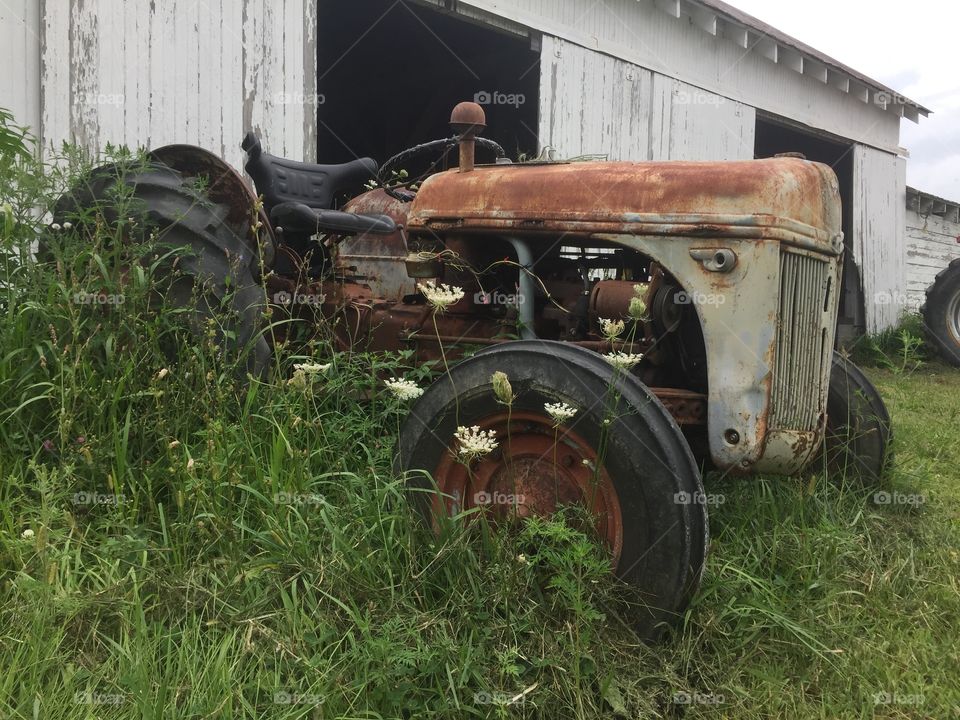 Artistic looking antique tractor half hidden behind high grass with an old white barn behind it. 