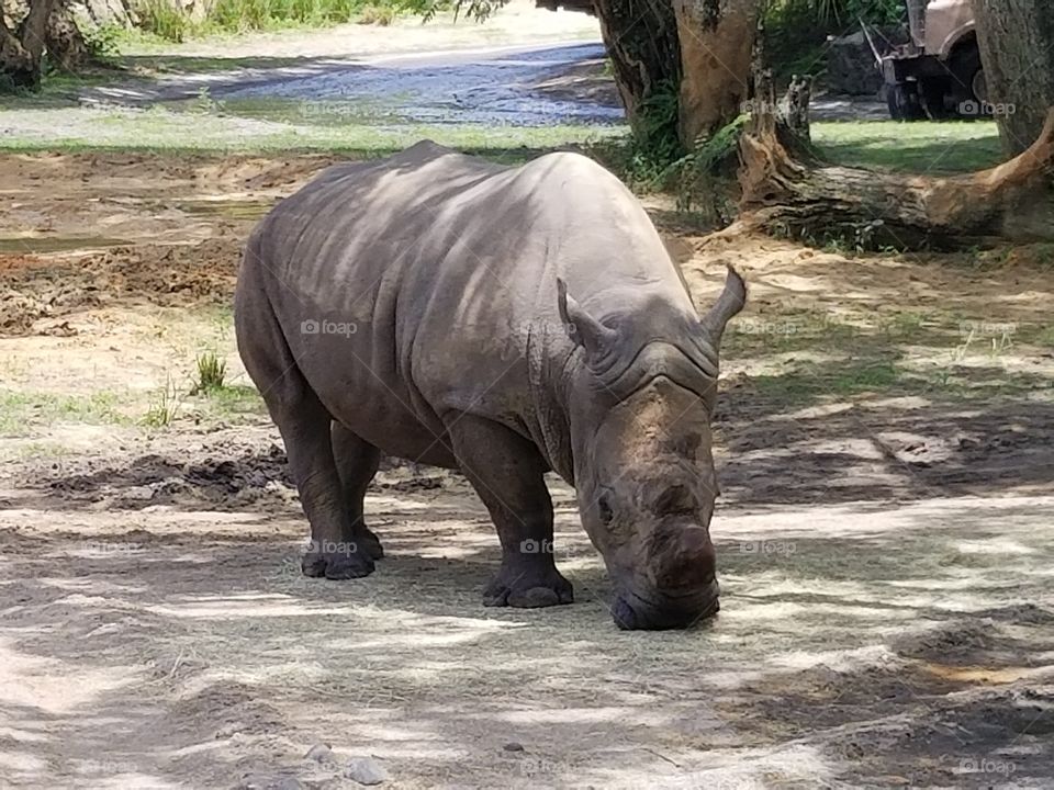 A black rhino grazes the grassland at Animal Kingdom at the Walt Disney World Resort in Orlando, Florida.