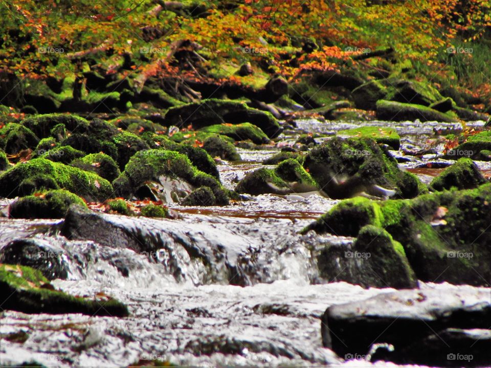 River Barle in autumn running through moss covered rocks
