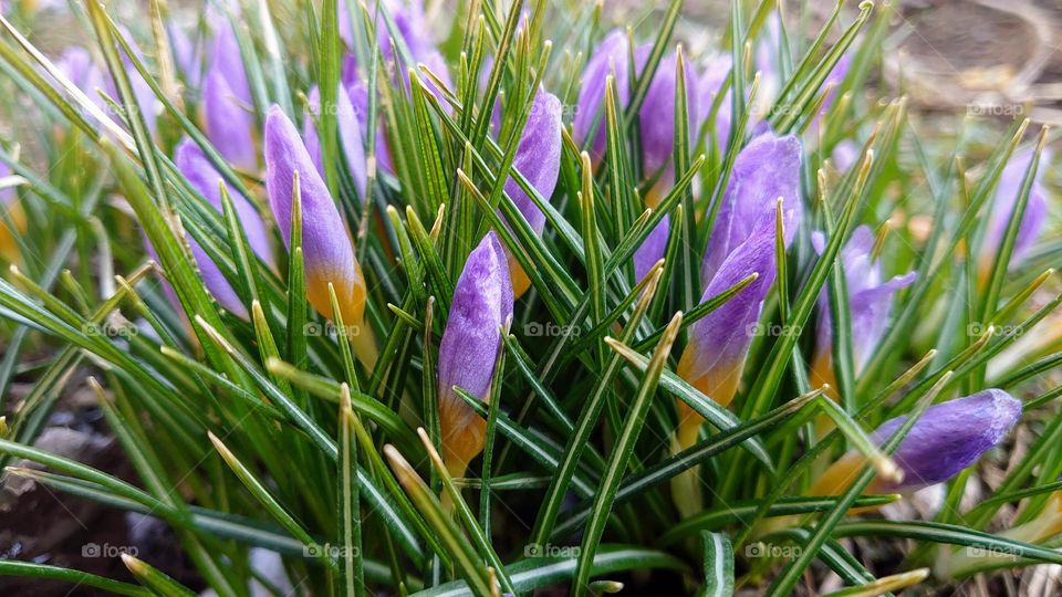 Beautiful flowers 💟 The Beginning of spring 💟