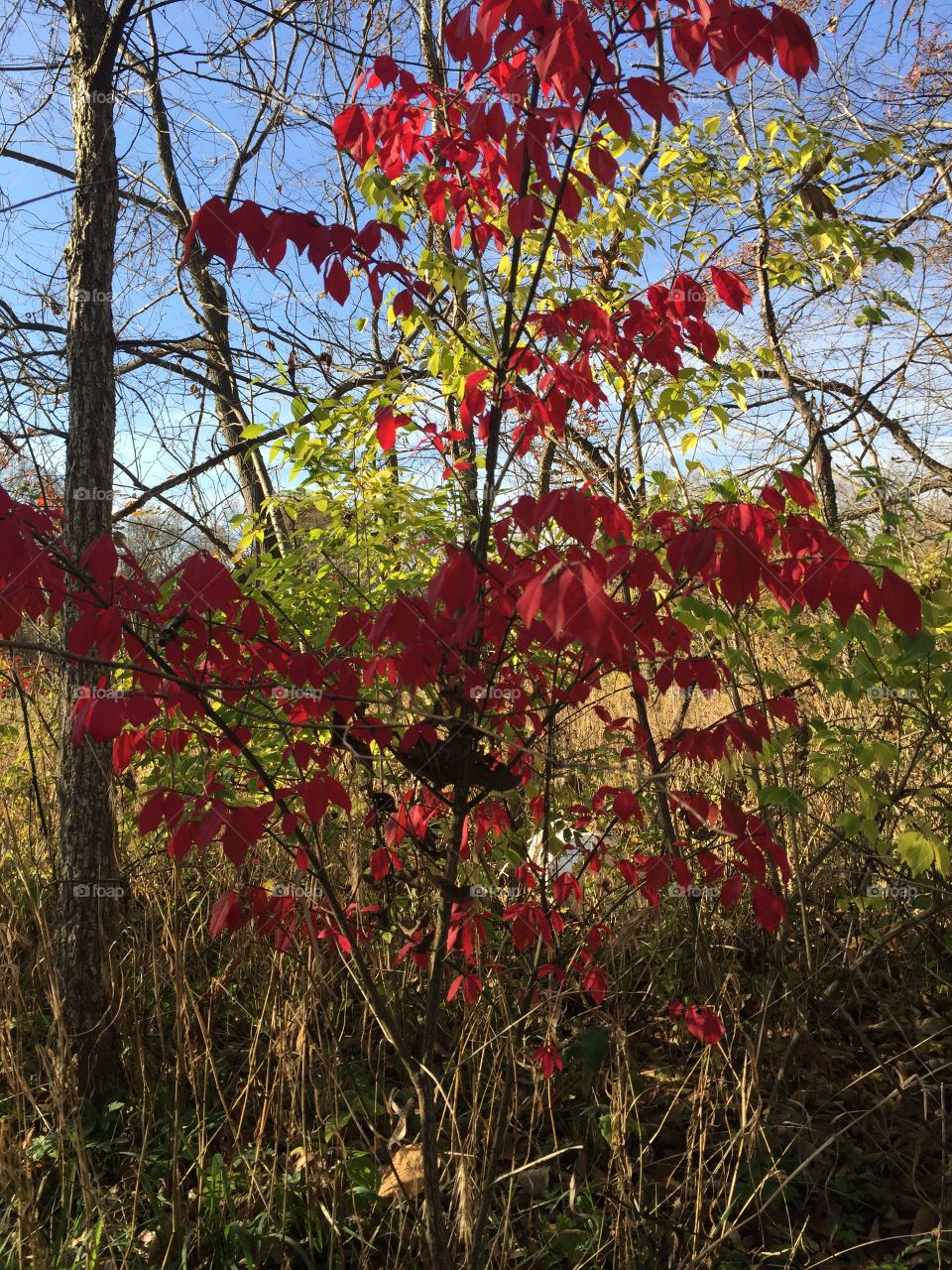 Red maple tree