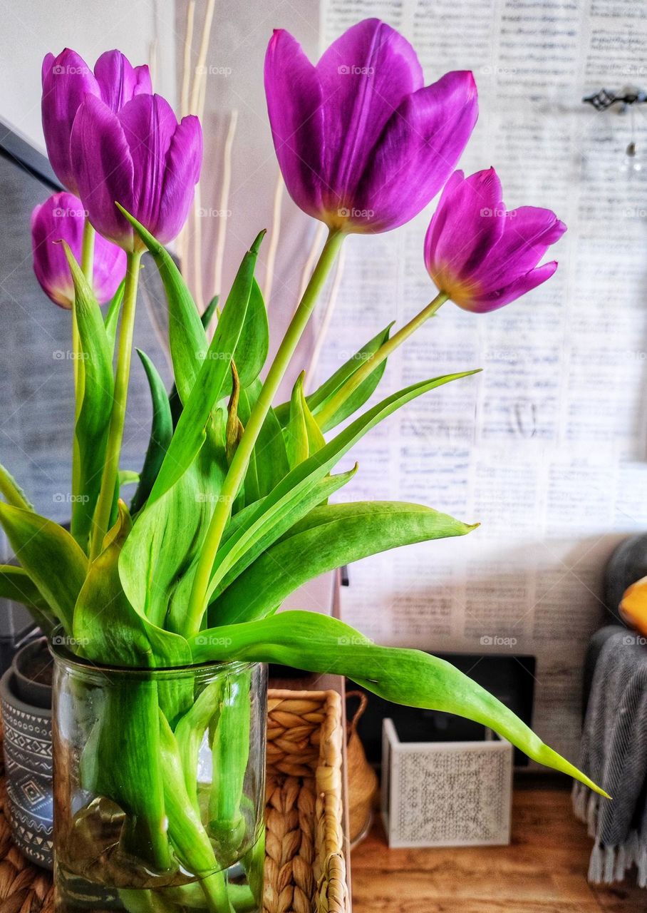 A beautiful photo of purple spring tulips in vibrant colours in a glass vase with a beautiful background of a home