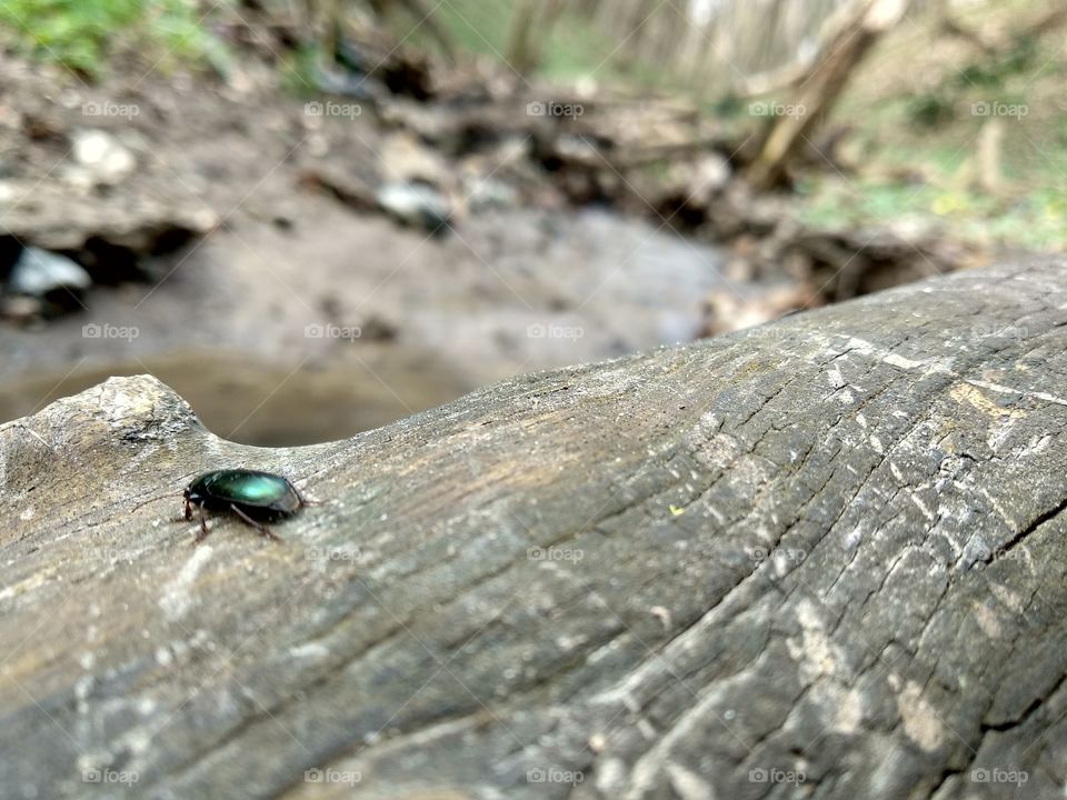 Little bugs in the forest