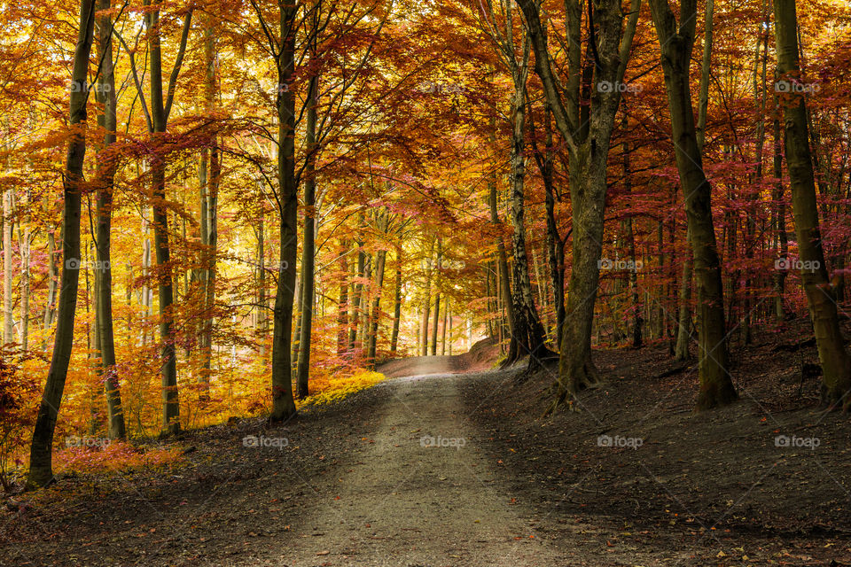 Fall, Wood, Leaf, Tree, Landscape