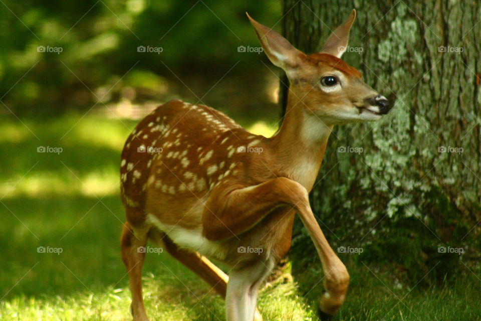 This fawn smiles and marches away in my backyard!