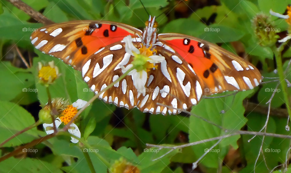 Colorful Underwing