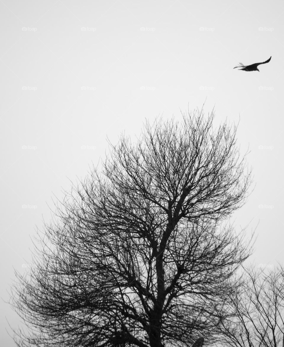 tree silhouette