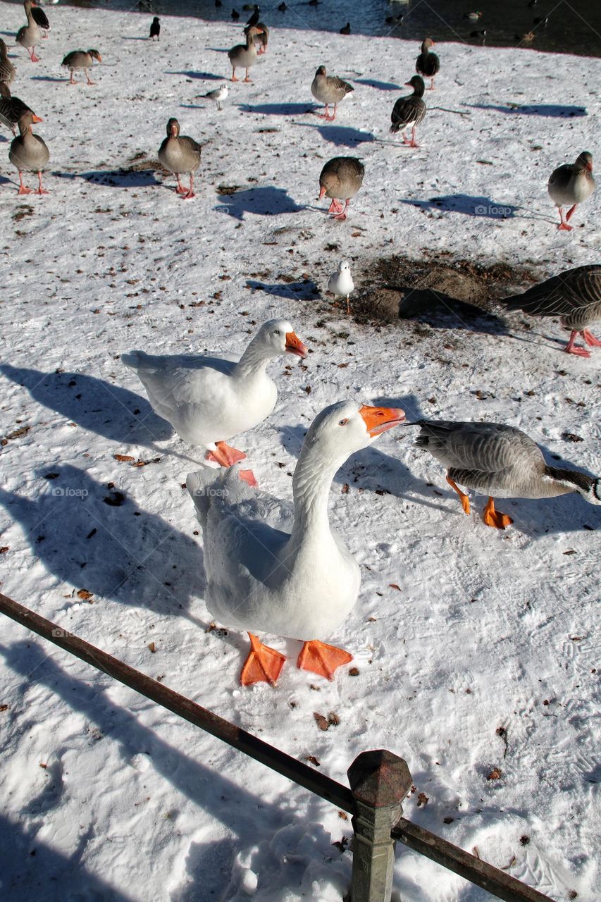 A group of wild geese waddle across a snow-covered meadow in the sunshine