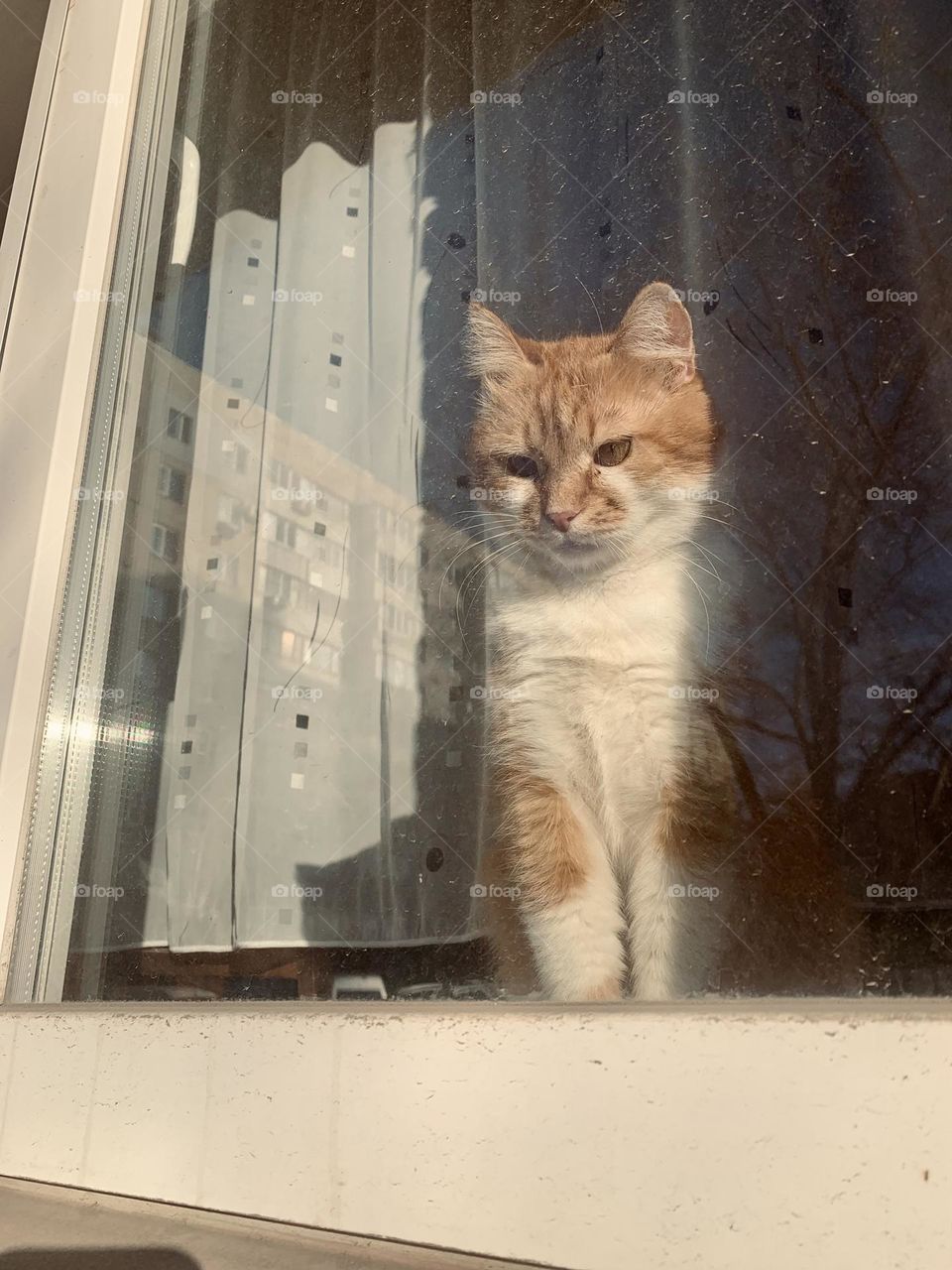 City life- a cat behind a window 
