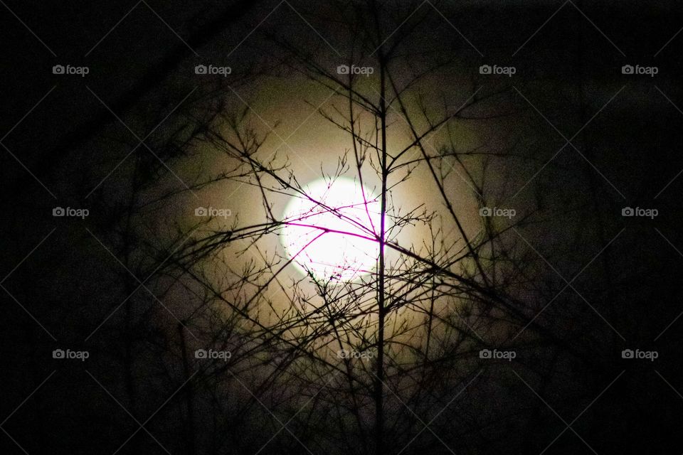Bright full moon in a very dark night and silhouette bamboo branches in front