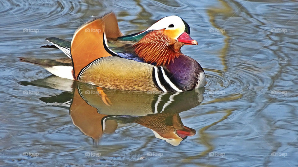 Mandarin duck.