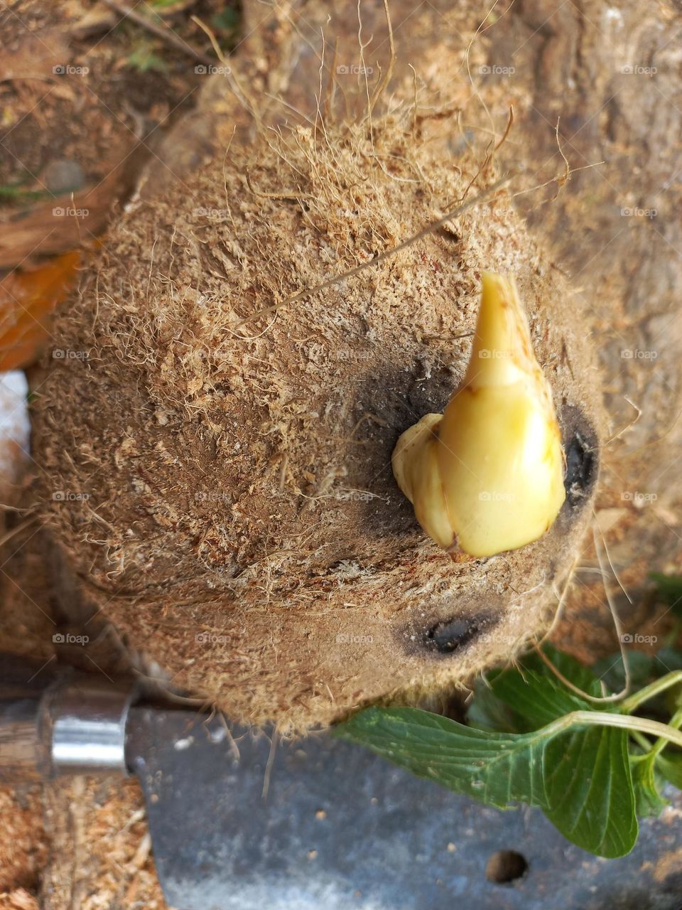 Coconut fruit that has been peeled to take its contents