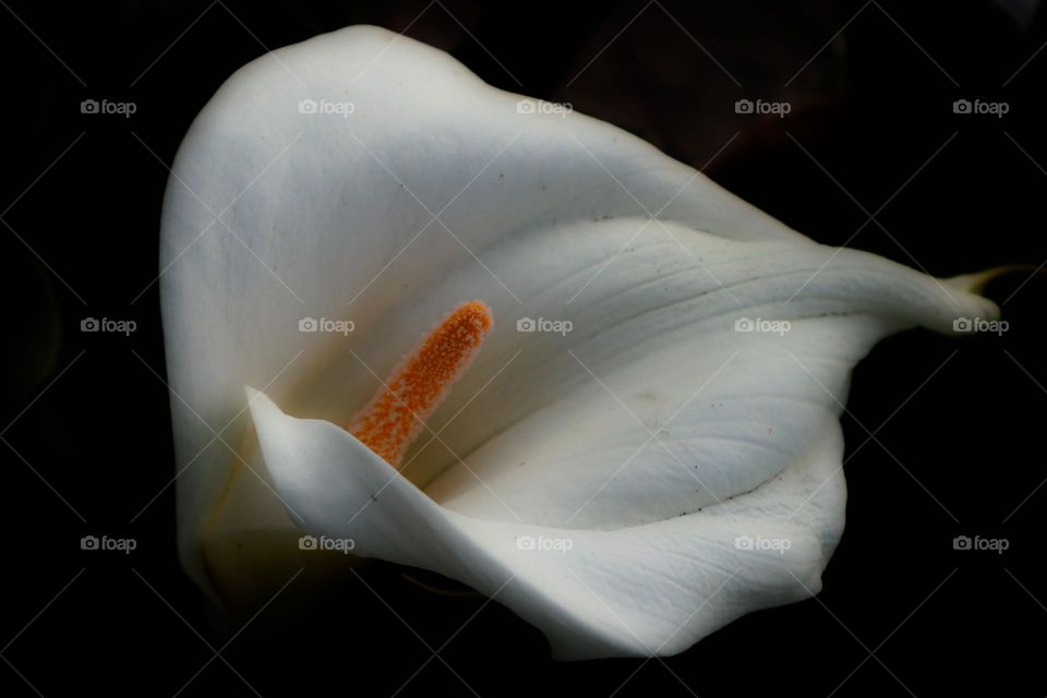 Elegant  calla lily flower showing sensual curves and spirals of the simple but beautiful flower against a dark backdrop 