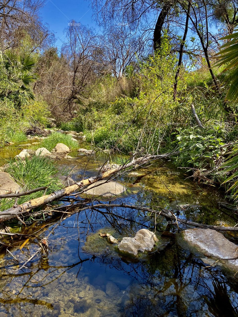 Creek at Limekiln Canyon Park in Los Angeles California 