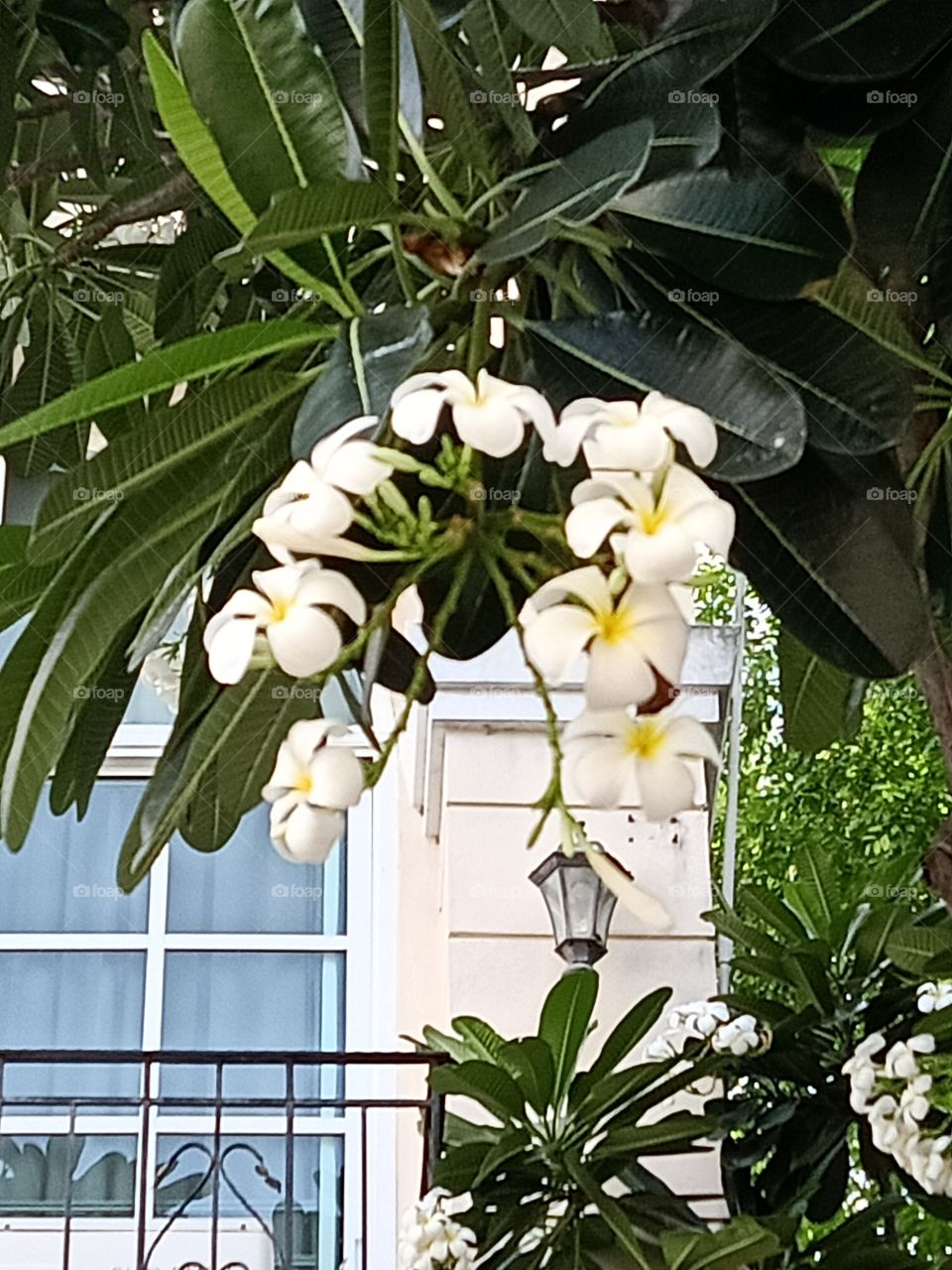 Beautiful Plumeria Flowers